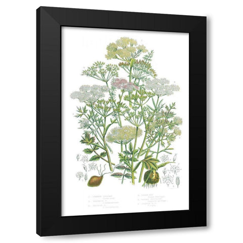 Flowering Plants II Black Modern Wood Framed Art Print by Wild Apple Portfolio