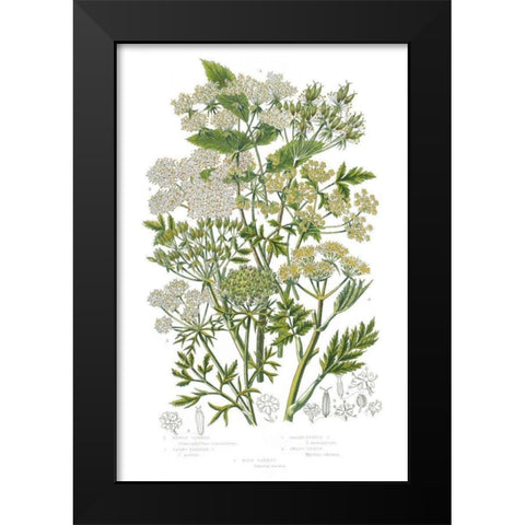 Flowering Plants III Black Modern Wood Framed Art Print by Wild Apple Portfolio