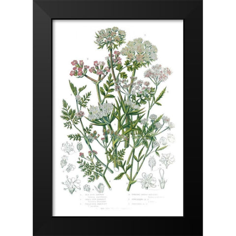 Flowering Plants IV Black Modern Wood Framed Art Print by Wild Apple Portfolio