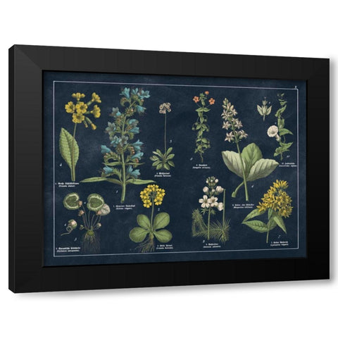 Botanical Floral Chart I Dark Blue Black Modern Wood Framed Art Print with Double Matting by Wild Apple Portfolio
