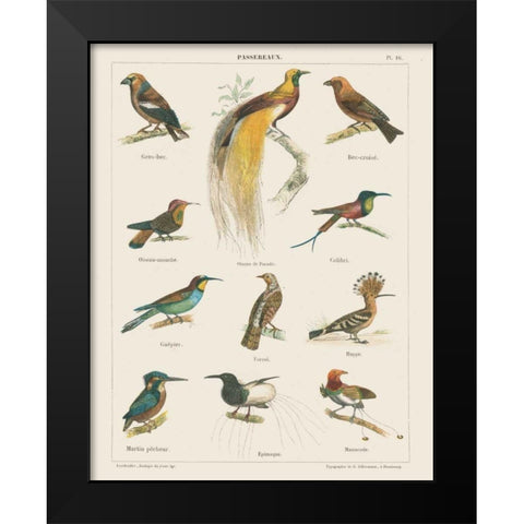 Bird Chart I Black Modern Wood Framed Art Print by Wild Apple Portfolio