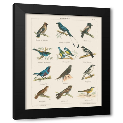 Bird Chart II Black Modern Wood Framed Art Print with Double Matting by Wild Apple Portfolio