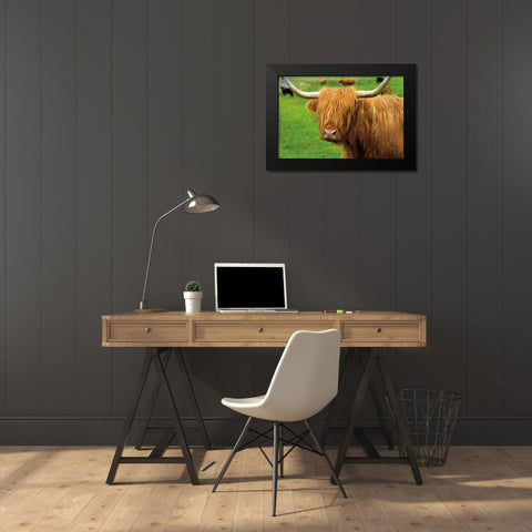 Scottish Highland Cattle I Black Modern Wood Framed Art Print by Majchrowicz, Alan