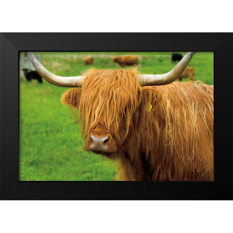 Scottish Highland Cattle I Black Modern Wood Framed Art Print by Majchrowicz, Alan