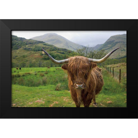 Scottish Highland Cattle III Black Modern Wood Framed Art Print by Majchrowicz, Alan