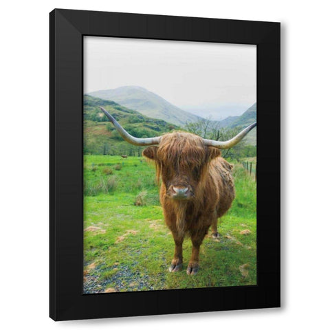 Scottish Highland Cattle VI Black Modern Wood Framed Art Print by Majchrowicz, Alan
