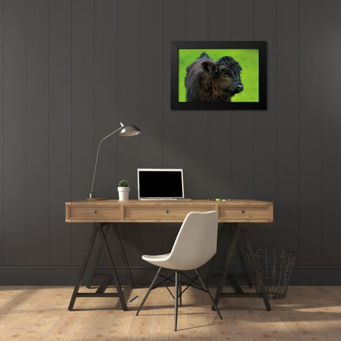 Scottish Highland Cattle XI Black Modern Wood Framed Art Print by Majchrowicz, Alan