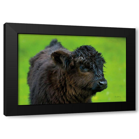 Scottish Highland Cattle XI Black Modern Wood Framed Art Print with Double Matting by Majchrowicz, Alan