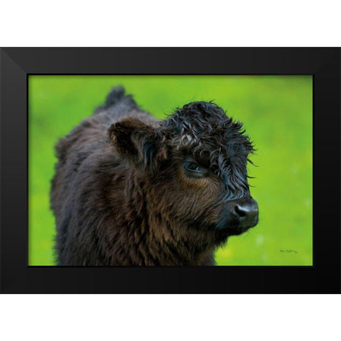 Scottish Highland Cattle XI Black Modern Wood Framed Art Print by Majchrowicz, Alan