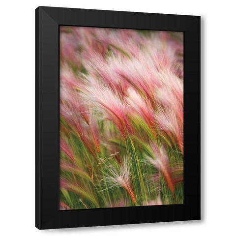 Foxtail Barley V Black Modern Wood Framed Art Print with Double Matting by Majchrowicz, Alan