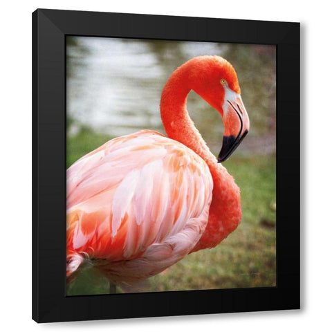 Flamingo I Black Modern Wood Framed Art Print by Van Swearingen, Debra