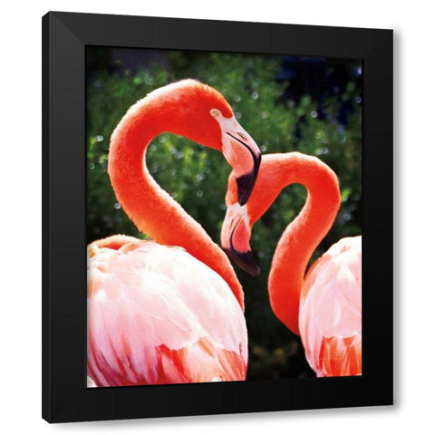 Flamingo II Black Modern Wood Framed Art Print with Double Matting by Van Swearingen, Debra