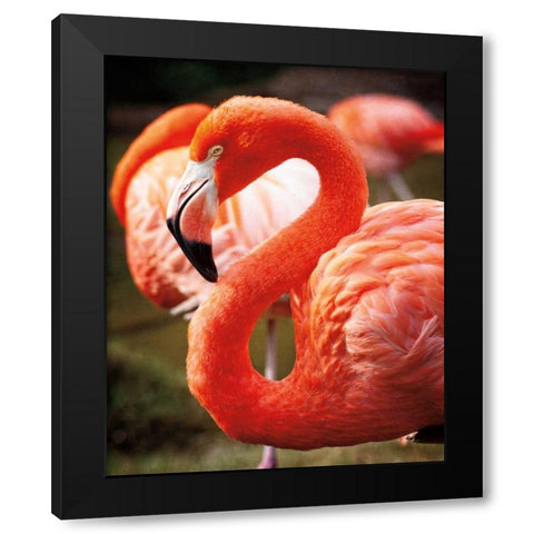Flamingo III Black Modern Wood Framed Art Print with Double Matting by Van Swearingen, Debra