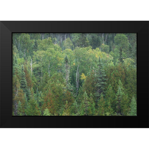 Superior National Forest III Black Modern Wood Framed Art Print by Majchrowicz, Alan