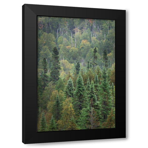Superior National Forest IV Black Modern Wood Framed Art Print with Double Matting by Majchrowicz, Alan