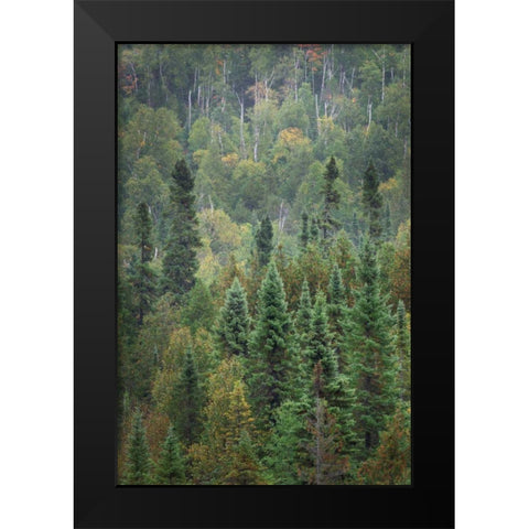 Superior National Forest IV Black Modern Wood Framed Art Print by Majchrowicz, Alan
