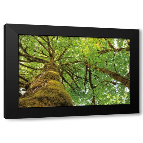 Big Leaf Maple Trees I Black Modern Wood Framed Art Print with Double Matting by Majchrowicz, Alan
