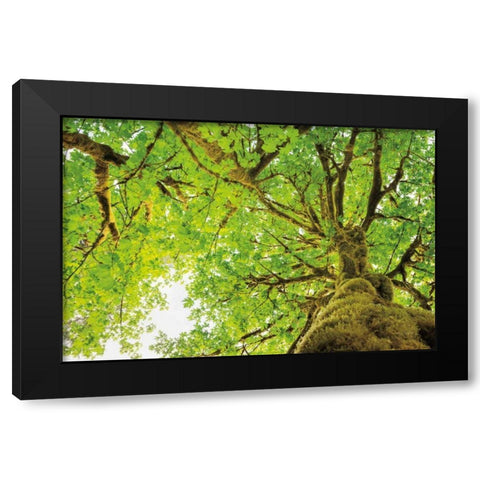 Big Leaf Maple Trees II Black Modern Wood Framed Art Print with Double Matting by Majchrowicz, Alan
