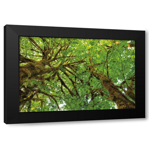 Big Leaf Maple Trees III Black Modern Wood Framed Art Print with Double Matting by Majchrowicz, Alan