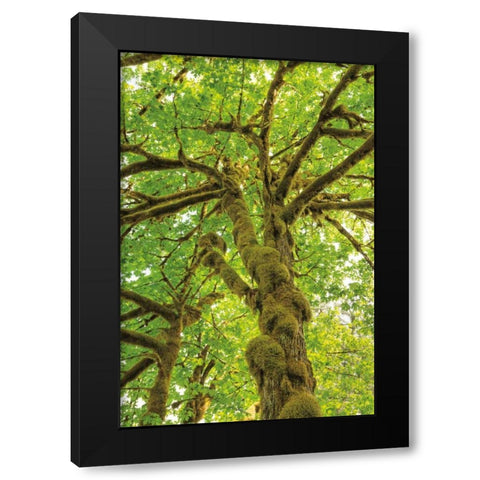 Big Leaf Maple Trees IV Black Modern Wood Framed Art Print by Majchrowicz, Alan