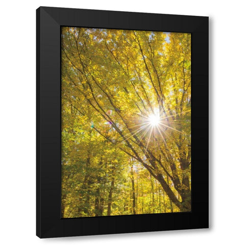 Autumn Foliage Sunburst I Black Modern Wood Framed Art Print with Double Matting by Majchrowicz, Alan
