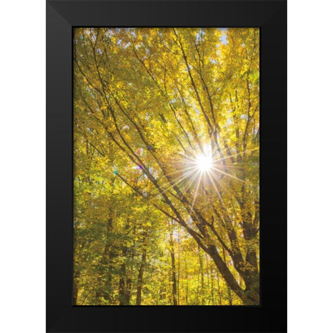 Autumn Foliage Sunburst I Black Modern Wood Framed Art Print by Majchrowicz, Alan