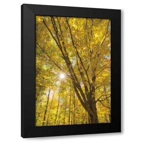 Autumn Foliage Sunburst II Black Modern Wood Framed Art Print with Double Matting by Majchrowicz, Alan