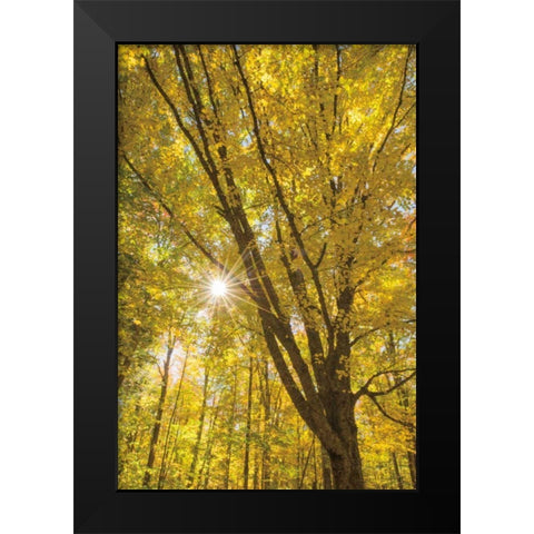 Autumn Foliage Sunburst II Black Modern Wood Framed Art Print by Majchrowicz, Alan
