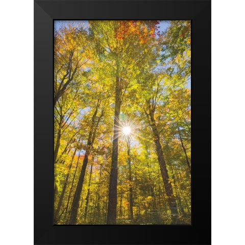 Autumn Foliage Sunburst III Black Modern Wood Framed Art Print by Majchrowicz, Alan