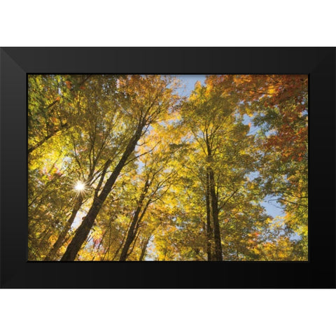 Autumn Foliage Sunburst IV Black Modern Wood Framed Art Print by Majchrowicz, Alan