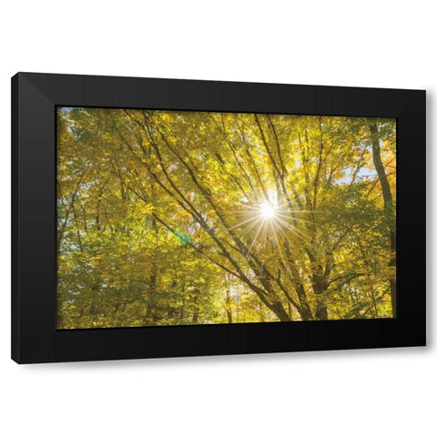 Autumn Foliage Sunburst V Black Modern Wood Framed Art Print with Double Matting by Majchrowicz, Alan