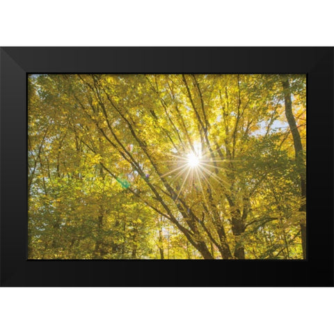 Autumn Foliage Sunburst V Black Modern Wood Framed Art Print by Majchrowicz, Alan