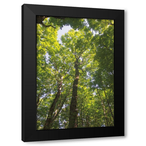 Hardwood Forest Canopy I Black Modern Wood Framed Art Print with Double Matting by Majchrowicz, Alan