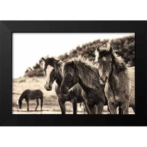 Horses Three Sepia Black Modern Wood Framed Art Print by Aledanda