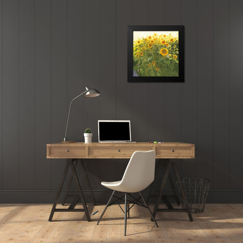 Sunflower Field Black Modern Wood Framed Art Print by Novak, Shirley