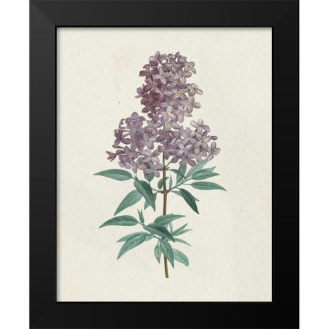 Victorian Garden Flowers III Black Modern Wood Framed Art Print by Wild Apple Portfolio