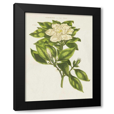 Herbal Botanical IX Flower Black Modern Wood Framed Art Print by Wild Apple Portfolio