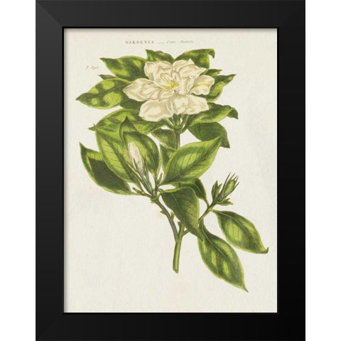Herbal Botanical IX Flower Black Modern Wood Framed Art Print by Wild Apple Portfolio