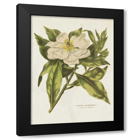 Herbal Botanical II Flower Black Modern Wood Framed Art Print by Wild Apple Portfolio
