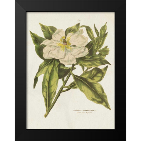 Herbal Botanical II Flower Black Modern Wood Framed Art Print by Wild Apple Portfolio