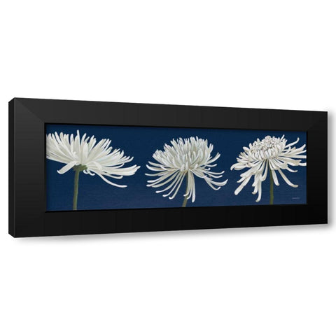 Morning Chrysanthemums V Dark Blue Black Modern Wood Framed Art Print with Double Matting by Lovell, Kathrine