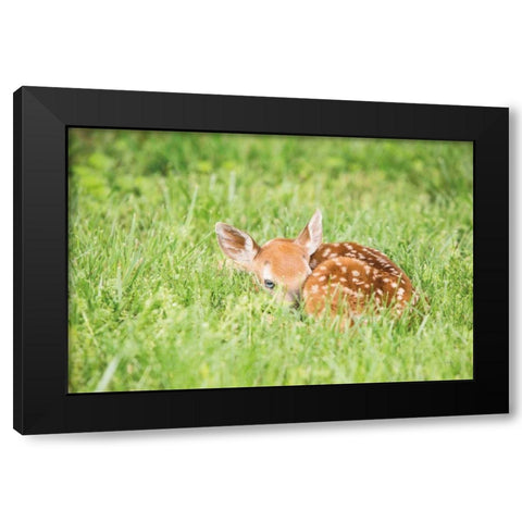 A Fawn Black Modern Wood Framed Art Print by Aledanda