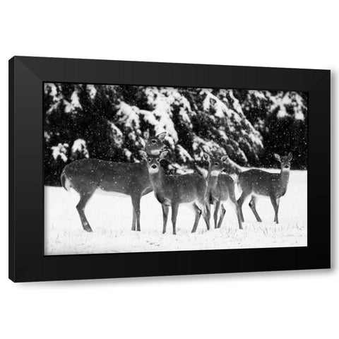The Herd Black Modern Wood Framed Art Print with Double Matting by Aledanda