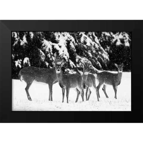 The Herd Black Modern Wood Framed Art Print by Aledanda