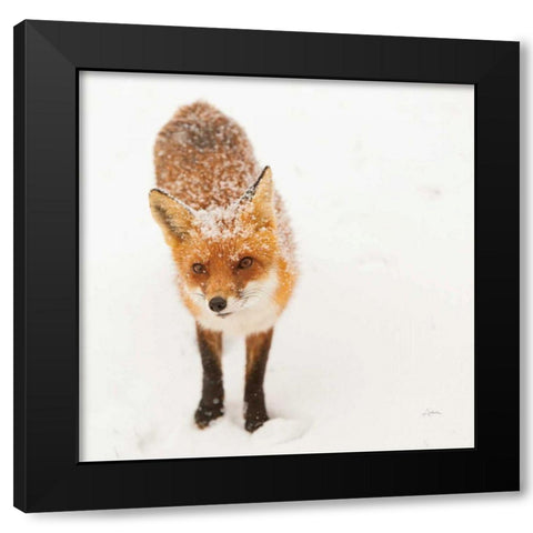 Red Fox I Black Modern Wood Framed Art Print with Double Matting by Aledanda