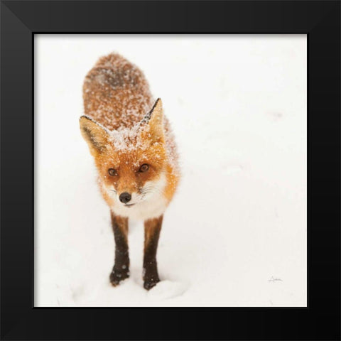 Red Fox I Black Modern Wood Framed Art Print by Aledanda