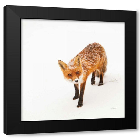 Red Fox II Black Modern Wood Framed Art Print by Aledanda