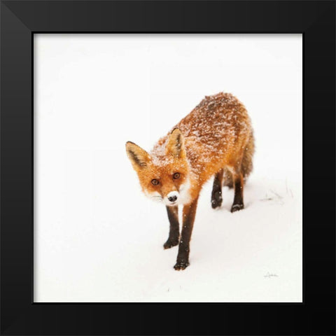 Red Fox II Black Modern Wood Framed Art Print by Aledanda