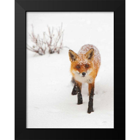 Red Fox III Black Modern Wood Framed Art Print by Aledanda