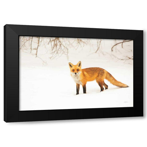 Red Fox IV Black Modern Wood Framed Art Print with Double Matting by Aledanda
